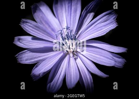 Hellviolette Blume vor schwarzem Hintergrund Stockfoto