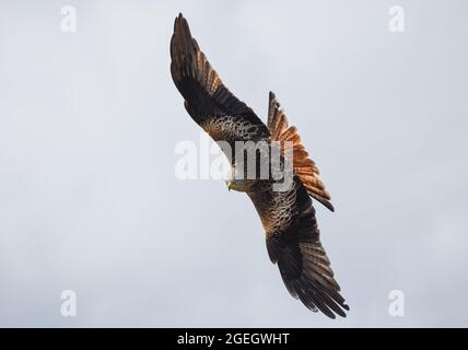 Red Kite im Flug. Milvus Milvus. Harewood, West Yorkshire. Stockfoto