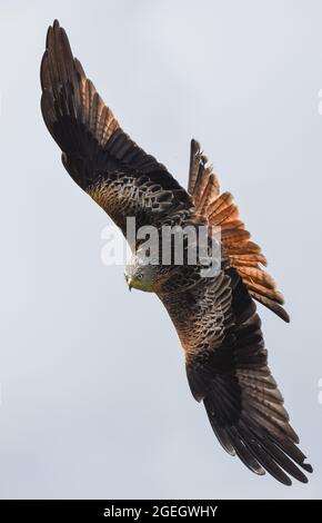 Red Kite im Flug. Milvus Milvus. Harewood, West Yorkshire. Stockfoto