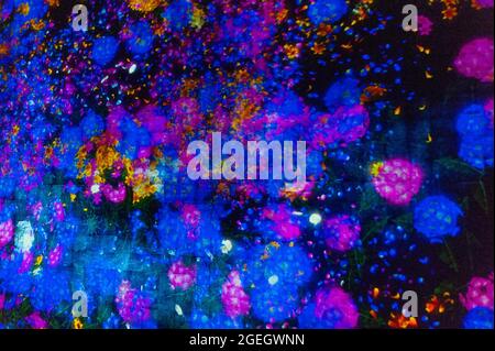 Odaiba, Tokio, Japan - 02. Januar 2020: Schöner Projektor und reflektierende Lichteffekte auf dem EPSON teamLab Borderless. Stockfoto