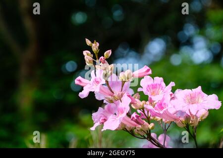 Rosa Blüten vor dunklem Hintergrund Stockfoto