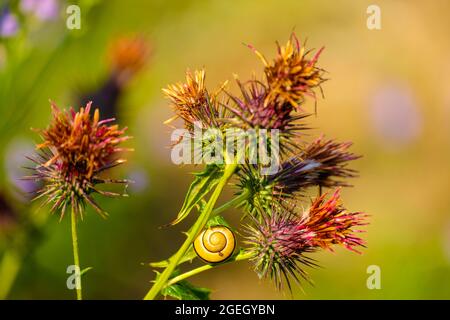 Gelbe Schnecke auf Disteldornen Stockfoto