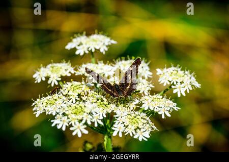 Butterfly on white flowers in the meadow Stockfoto
