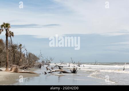 Tote Bäume im Meer am Boneyard Beach auf Bull Island, South Carolina Stockfoto