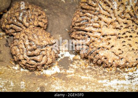 Bild von Termitennest und kleinen Termiten. Insekt. Tier. Stockfoto