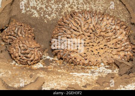 Bild von Termitennest und kleinen Termiten. Insekt. Tier. Stockfoto