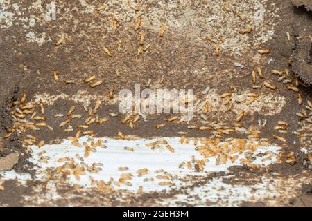 Bild einer kleinen Termitengruppe. Insekt. Tier. Stockfoto