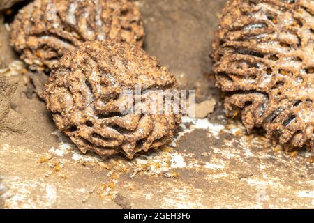 Bild von Termitennest und kleinen Termiten. Insekt. Tier. Stockfoto