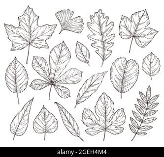 Skizzieren Sie Herbstblätter. Herbstblatt, handgezeichnetes Element aus Vintage-Laub. Isolierter Wald Ahorn Eiche Eberesche Baum, Botanik Natur Vektor Illustration Stock Vektor