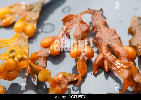 Braune Algen auf grauem Hintergrund aus nächster Nähe. Stockfoto