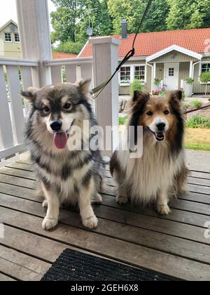 Porträt eines jungen finnischen Lapphundhundes und eines Sheltie- oder Shetland-Schäferhundes Stockfoto