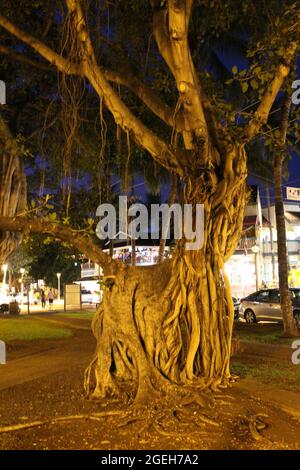 Ein Stamm eines banyan-Baumes mit mehreren Stützenwurzeln und Ästen in Lahaina, Maui, Hawaii, USA Stockfoto
