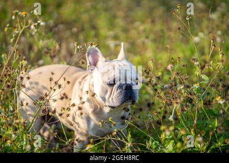 Nette Bulldogge auf dem Feld zwischen Pflanzen und Blumen Stockfoto