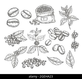 Skizze der Kaffeepflanzen. Schwarze Bohnen, leckere arabica-Robusta-Körner. Isolierte handgezeichnete Ast und Blatt, Café Cafeteria Vektor-Elemente Stock Vektor