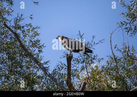 Der junge Fischadler (Pandion halliaetus) Stockfoto