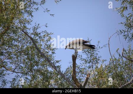 Der junge Fischadler (Pandion halliaetus) Stockfoto