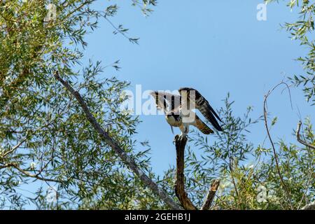 Der junge Fischadler (Pandion halliaetus) Stockfoto