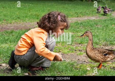 Kleines Mädchen füttert die Enten im Park Stockfoto