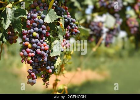 Ein paar kleine Rotweintrauben im Weinberg Stockfoto