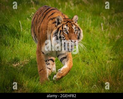 Pirsch des Amur-Tigers (Panthera tigris altaica) Stockfoto