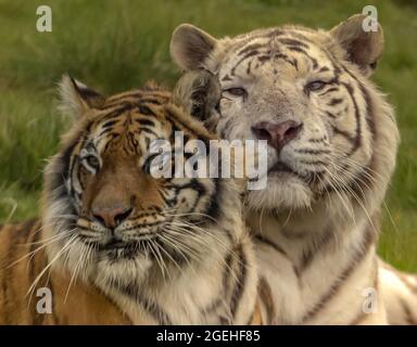 Kopfporträt eines weiblichen Amur-Tigers und eines weißen männlichen Tigers Stockfoto