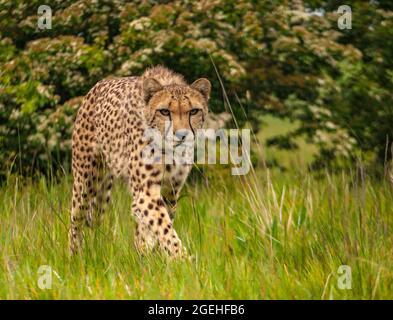 Gepard, (Acinonyx jubatus), Wildkatze. Schnellstes Säugetier auf dem Land Stockfoto