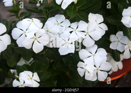 Madagaskar-Periwinkle auch bekannt als Cape periwinkle (Catharanthus roseus) in Blüte Stockfoto