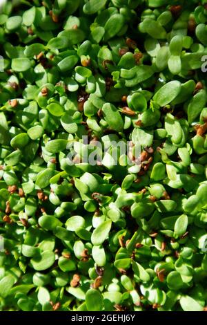 Vorbereitung eines vegetarischen Gerichts auf der Basis von Chicorée Sprossen reich an Mineralien und Vitaminen Stockfoto