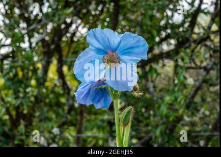 Meconopsis 'Lingholm' (Fertile Blue Group) eine frühlingshaft blühende Pflanze mit einer blauen Sommerblüte, die allgemein als Himalaya-Blauer Mohn bekannt ist Stockfoto