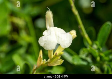 Salvia greggii 'Cloted Cream' eine weiße Frühlings-Sommer-Herbstblütenpflanze, die allgemein als Baby-Salbei-Stockfoto bekannt ist Stockfoto