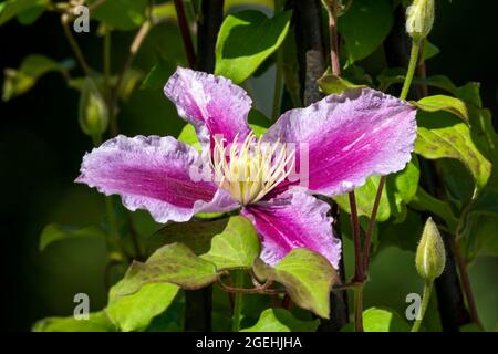 Clematis 'Piilua' frühlingshaft blühende Sommerpflanze mit einer rosa violetten Sommerblume, Stockfoto Stockfoto