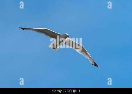 Gemeiner Möwe (Larus canus) Möwe Vogel im Flug in Großbritannien mit einem klaren blauen Himmel und Kopieplatz, Stock Foto Bild Stockfoto