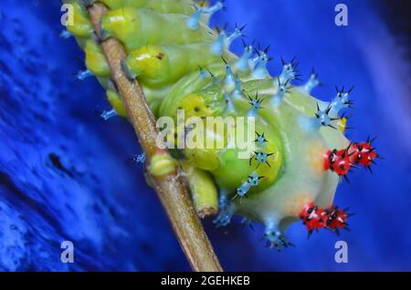 Hellgrün und blau cecropia Raupe auf Zweig Makro aus der Nähe mit blauem Hintergrund Stockfoto