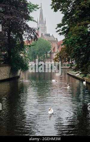 Brügger Kanal mit weißen Schwanen zwischen alten Bäumen mit der Kirche unserer Lieben Frau im Hintergrund. Brügge, Belgien Stockfoto