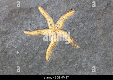 In glatte Felsen direkt unterhalb der hohen Wassermarke an einem beliebten Strand geschnitzt, sind diese sorgfältig geschnittenen Figuren abgesehen von der Farbe sehr realistisch. Stockfoto