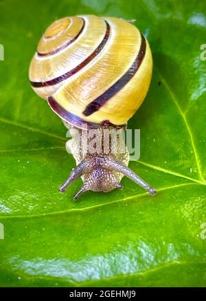 Kleinere gebänderte Schnecke kriecht auf einem grünen Blatt Stockfoto