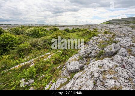 Der Burren-Nationalpark enthält Beispiele aller wichtigen Lebensräume und Landformen, die in den Burren-Kalkfelden zu finden sind Stockfoto