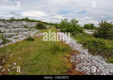 Der Burren-Nationalpark enthält Beispiele aller wichtigen Lebensräume und Landformen, die in den Burren-Kalkfelden zu finden sind Stockfoto