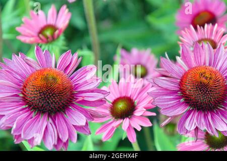 Purple Coneflower, Echinacea Purpurea 'Rubinglow' im Garten der Royal Horticultural Society in Bridgewater, Salford, Greater Manchester, England, Großbritannien. Stockfoto