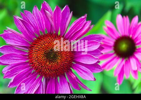 Purple Coneflower, Echinacea Purpurea 'Rubinglow' im Garten der Royal Horticultural Society in Bridgewater, Salford, Greater Manchester, England, Großbritannien. Stockfoto