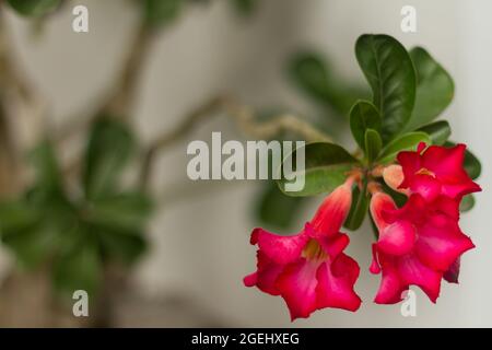 Die japanische Frangipani-Blume, adenium obäsium, blüht in einer leuchtend roten Farbe Stockfoto