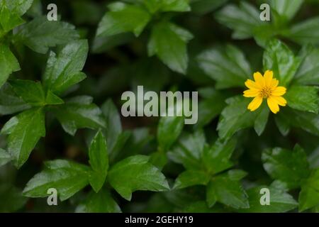 Eine Blume einer Art schleichenden Butterblume, Ranunculus repens, hat grüne Blätter mit gelben Blüten Stockfoto