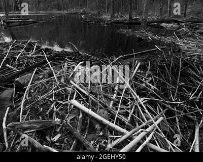 Ein Biberdamm an einem kleinen Bach in einem Wald von Massachusetts. Der Damm hat einen Teich geschaffen. Der Damm besteht aus kleinen Stöcken und ein paar Baumstämmen. Stockfoto