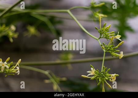 Der Papaya-Baum, Carica Papaya, der in einer gelben Blume ist, kann als gesundes Gemüse verwendet werden Stockfoto