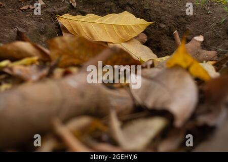 Die Blätter von Tabebuia, die vom Baum fallen, stapeln sich in der Ecke des Hofes, bräunlich gelb Stockfoto