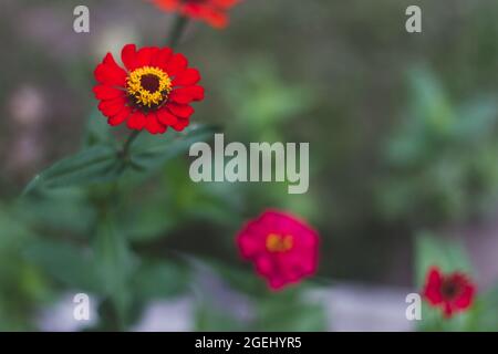 Papierblume (Zinnien) mit leuchtend roten und rosa Blüten in Blüte mit gelben Strichen Stockfoto