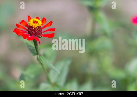 Papierblume (Zinnien) mit leuchtend roten Blüten in Blüte mit gelben Strophen Stockfoto