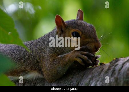 östliches graues Eichhörnchen (Sciurus carolinensis), das einen Mais in einem Baum isst Stockfoto