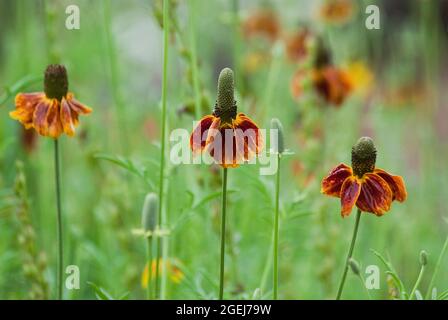 Mexican hat, Ratibida columnifera, The Arboretum, Flagstaff, Arizona, USA Stockfoto