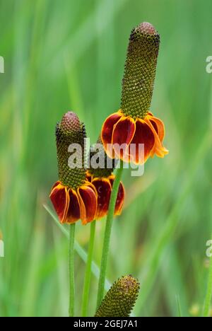 Mexican hat, Ratibida columnifera, The Arboretum, Flagstaff, Arizona, USA Stockfoto